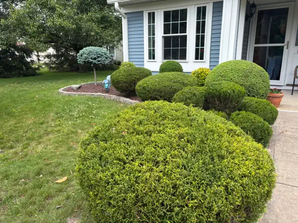 Sculpted Shrub Pruning